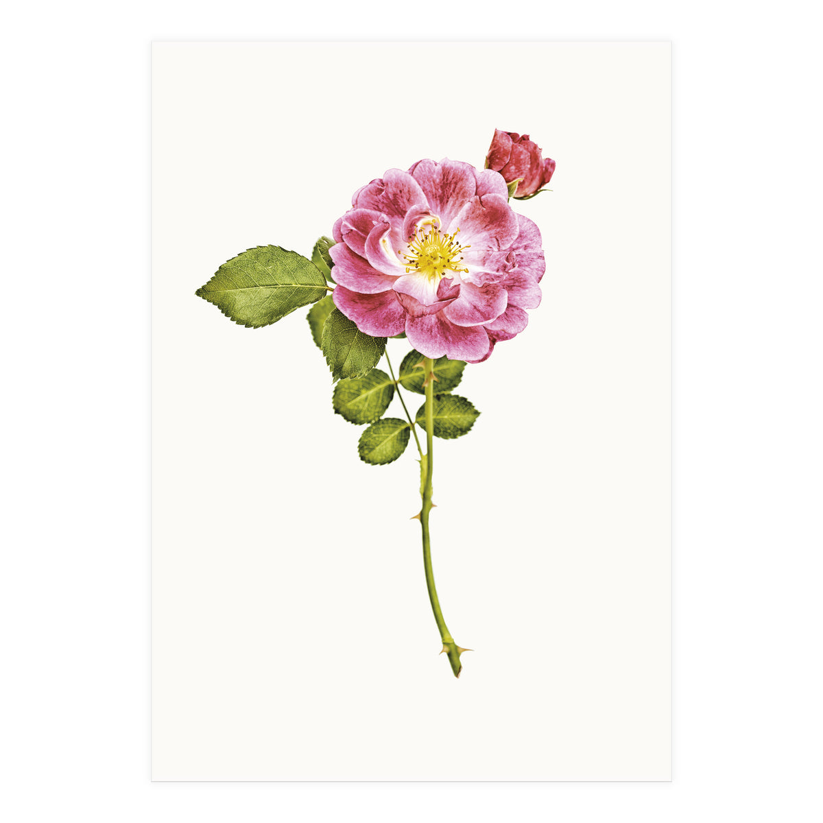 Cc Roses 05 (Print Only)