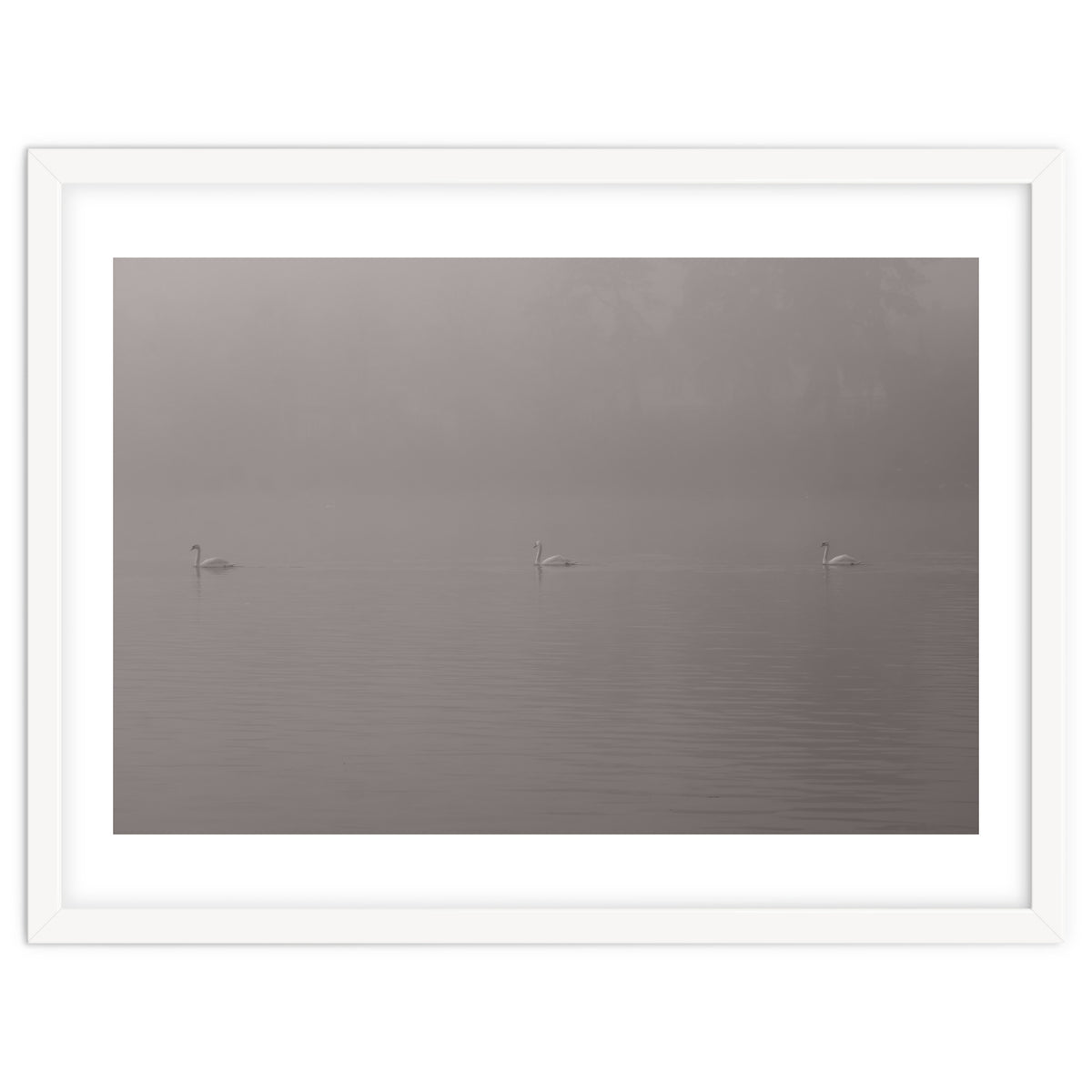 Swans in the mist