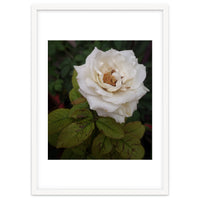 Fabulous White Rose Garden