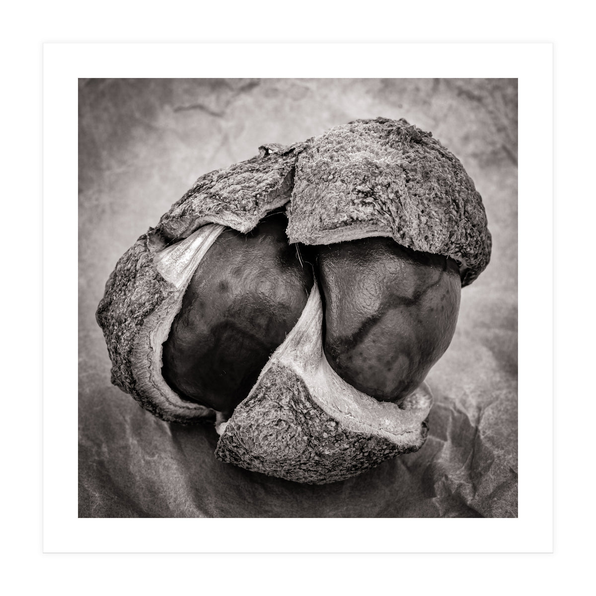 Double Conker (Print Only)