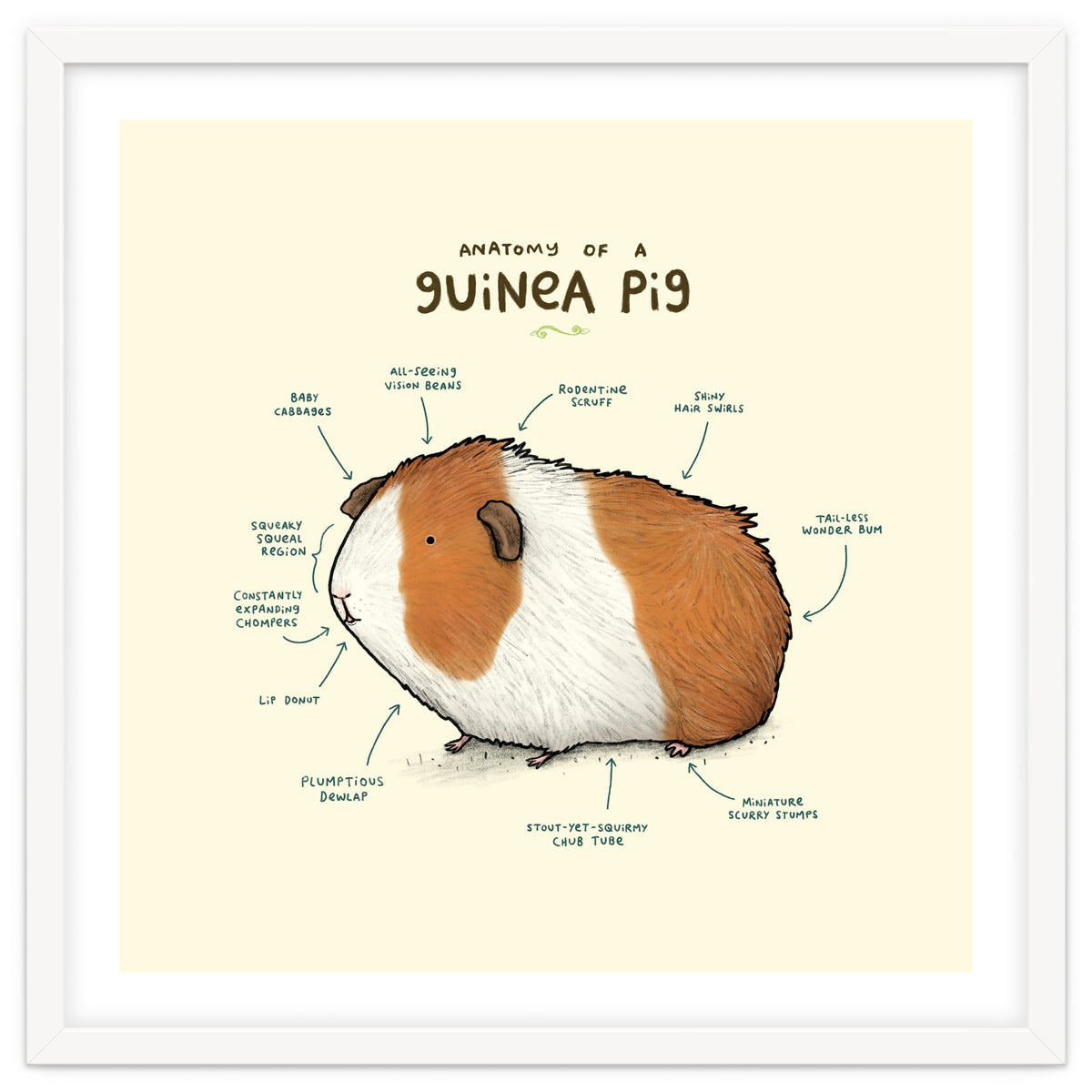 Anatomy Of A Guniea Pig