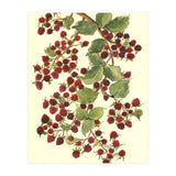 Raspberry (Print Only) thumbnail