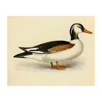 Vintage Duck Painting (Print Only)