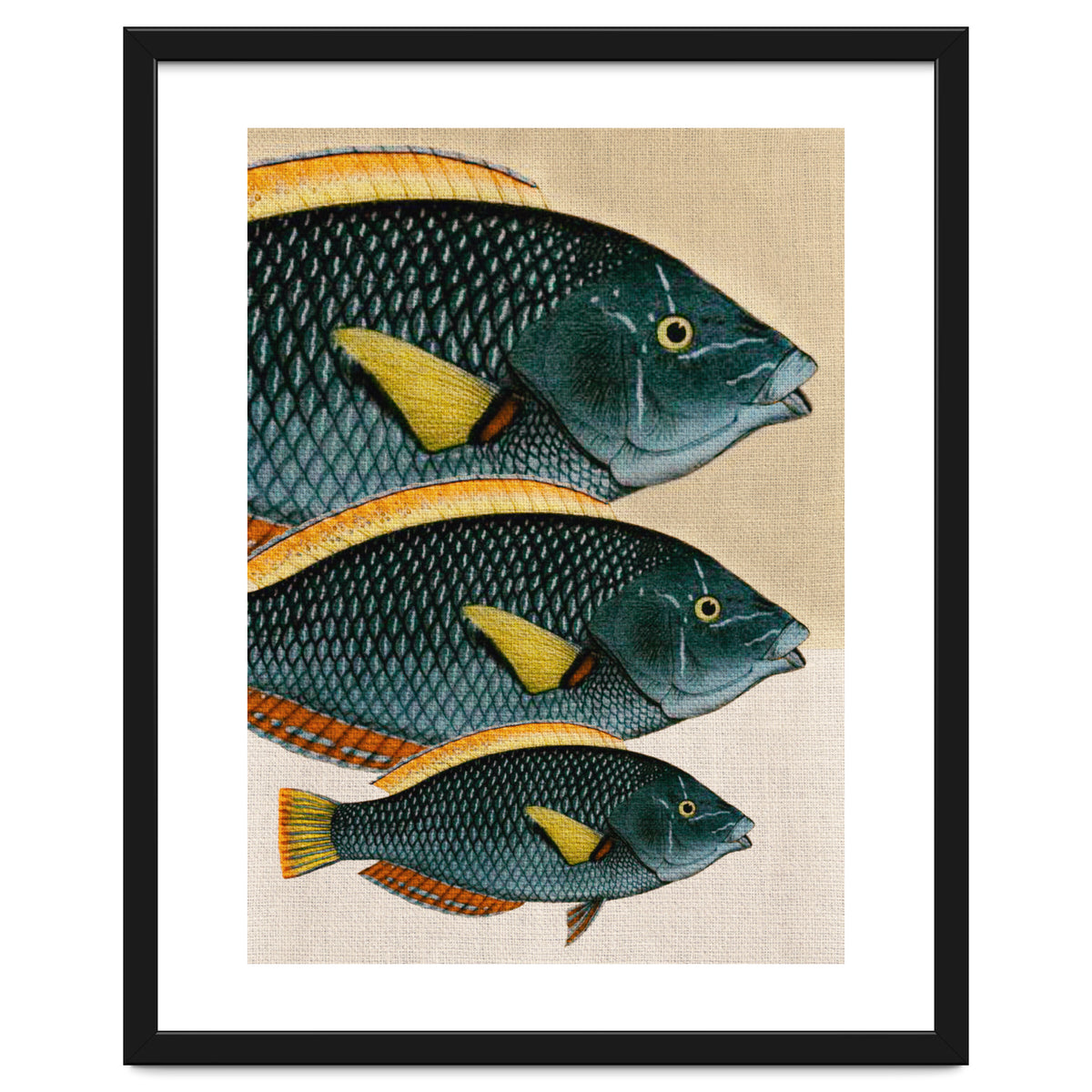 Fish Classic Designs 10