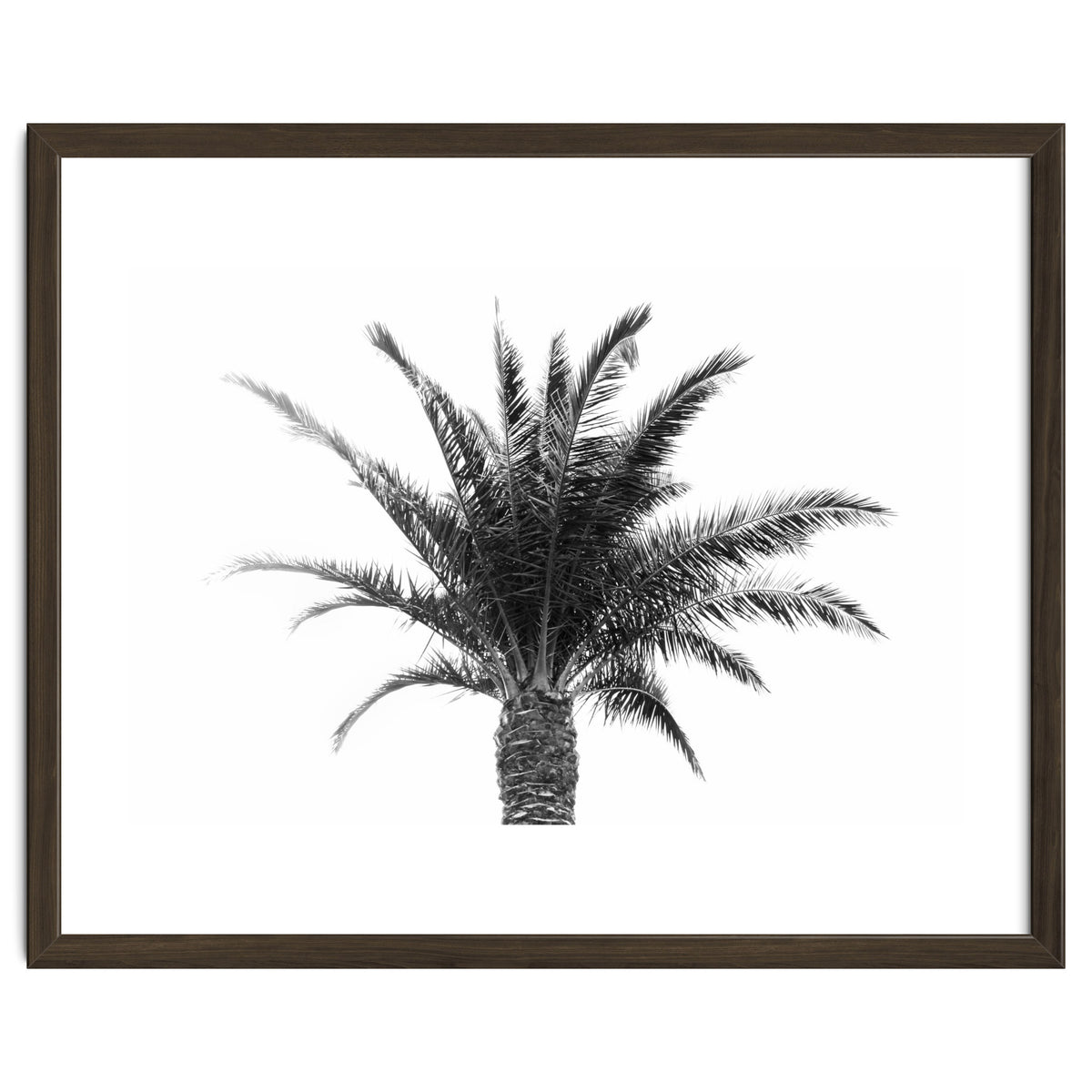 Palm Tree