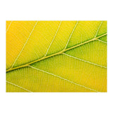 Autumn Leaf (Print Only) thumbnail