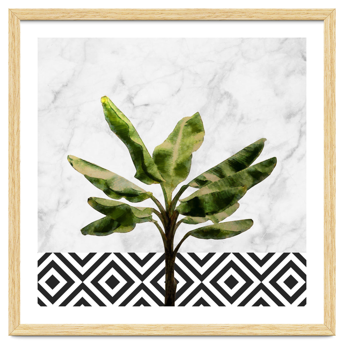 Banana Plant On White Marble And Checker Wall