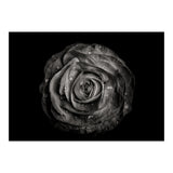 Backyard Flowers In Black And White 72 (Print Only) thumbnail