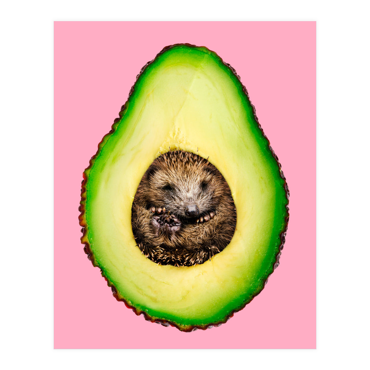 Hedgehocado (Print Only)