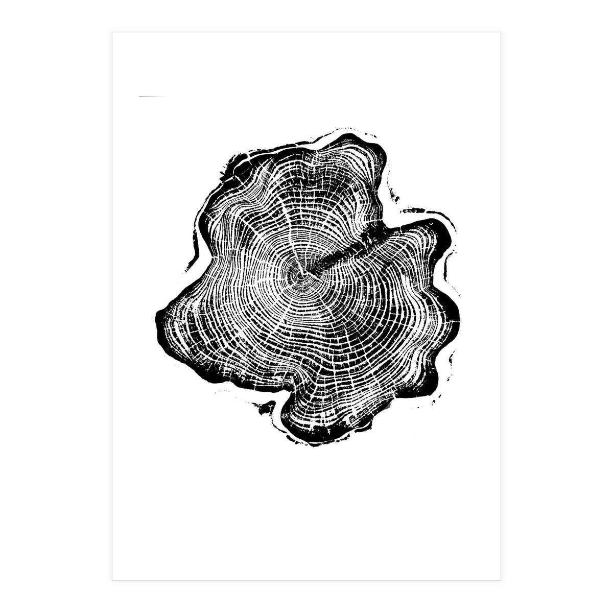 Alaskan Cypress, Tree Ring Art Print, Woodblock (Print Only)