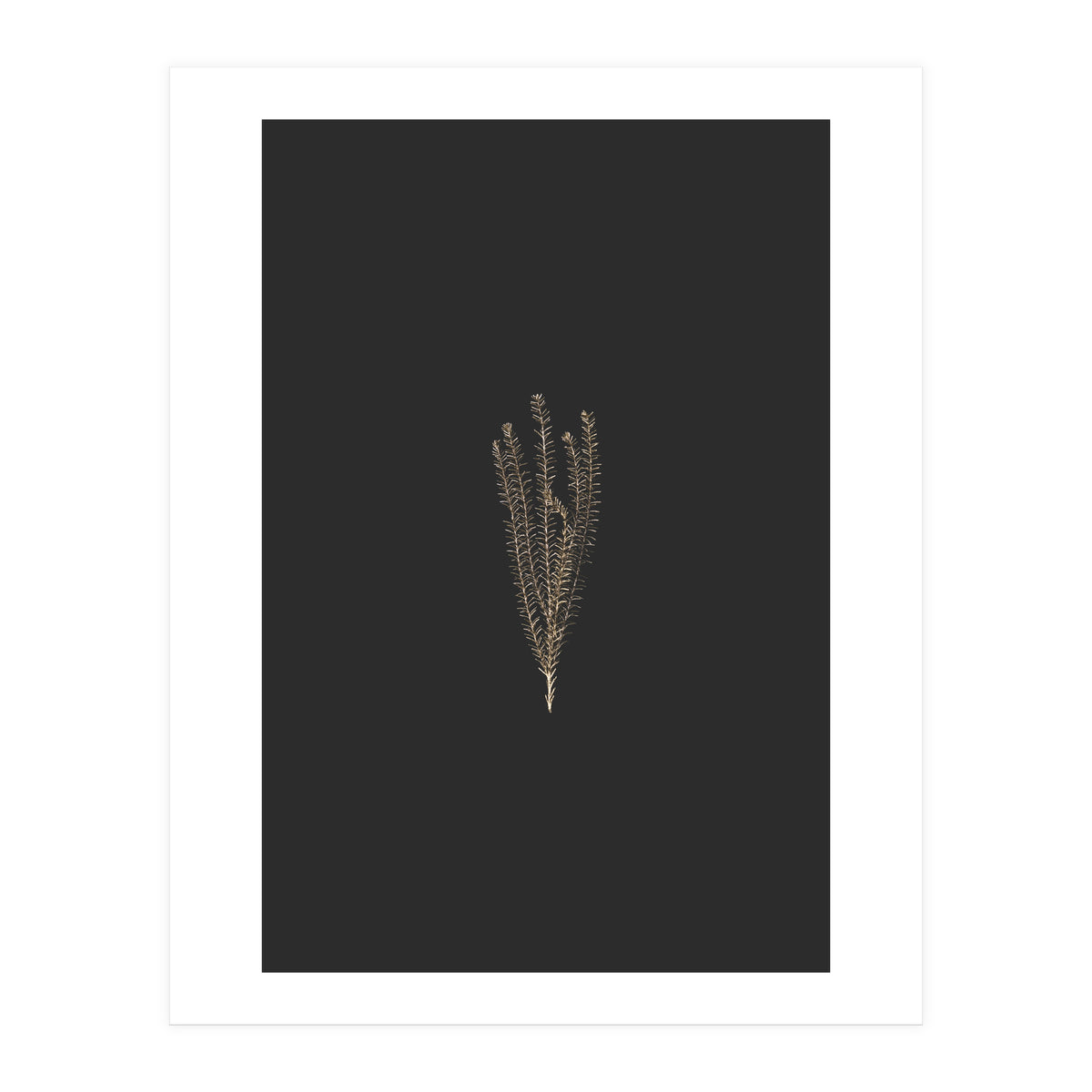 Delicate Fynbos Botanicals in Gold and Black (Print Only)