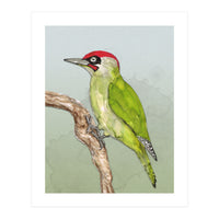 Green woodpecker (Print Only)