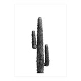 Cactus Black and White 01 (Print Only) thumbnail