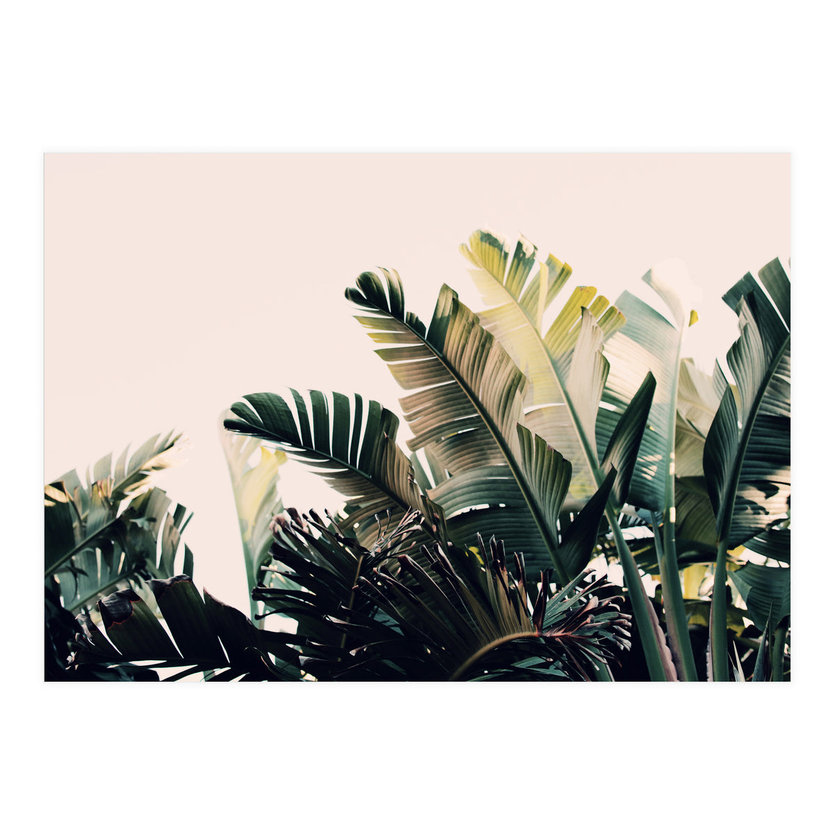 Paradise #4  (Print Only)