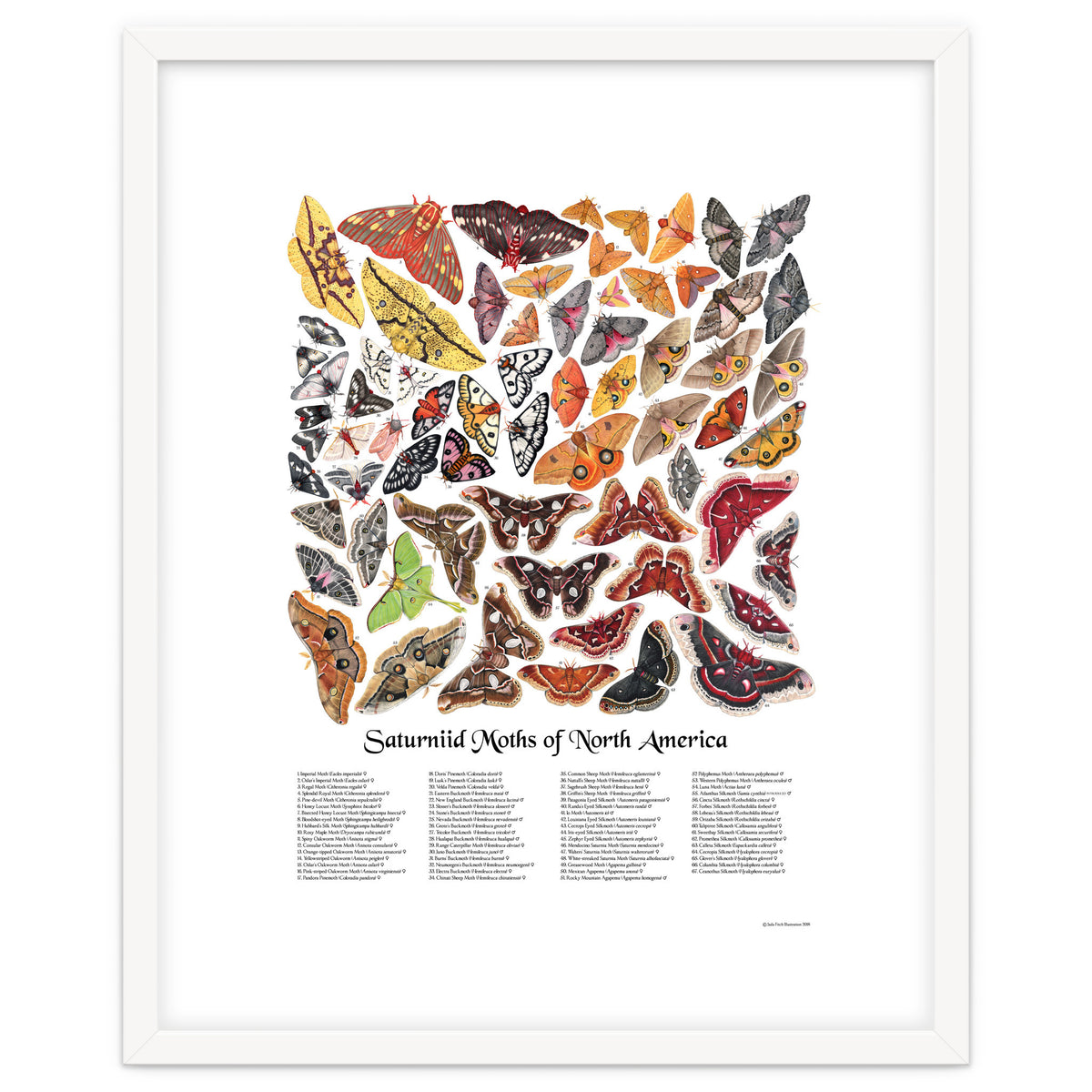 Saturniid Moths of North America