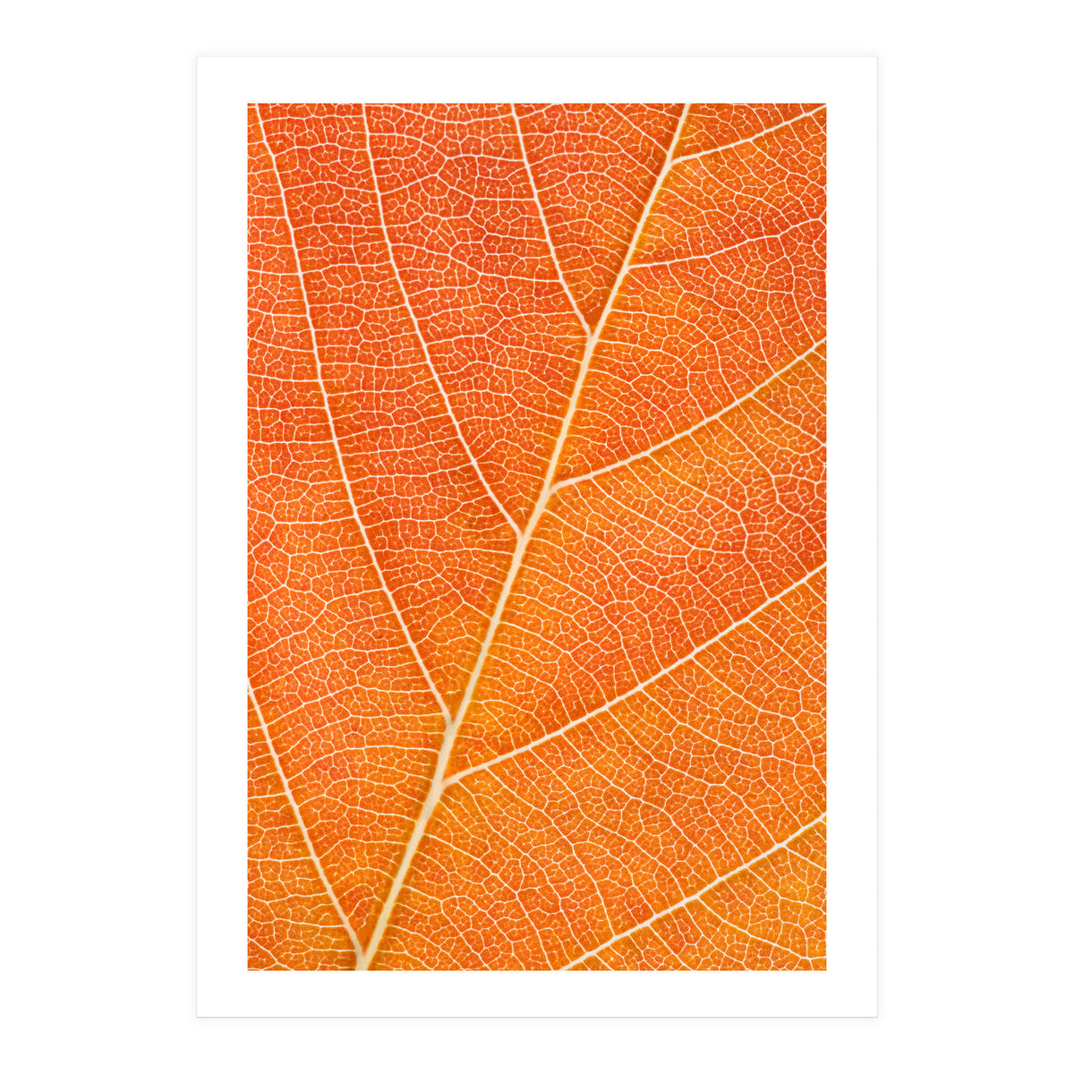 Autumn Leaf (Print Only)