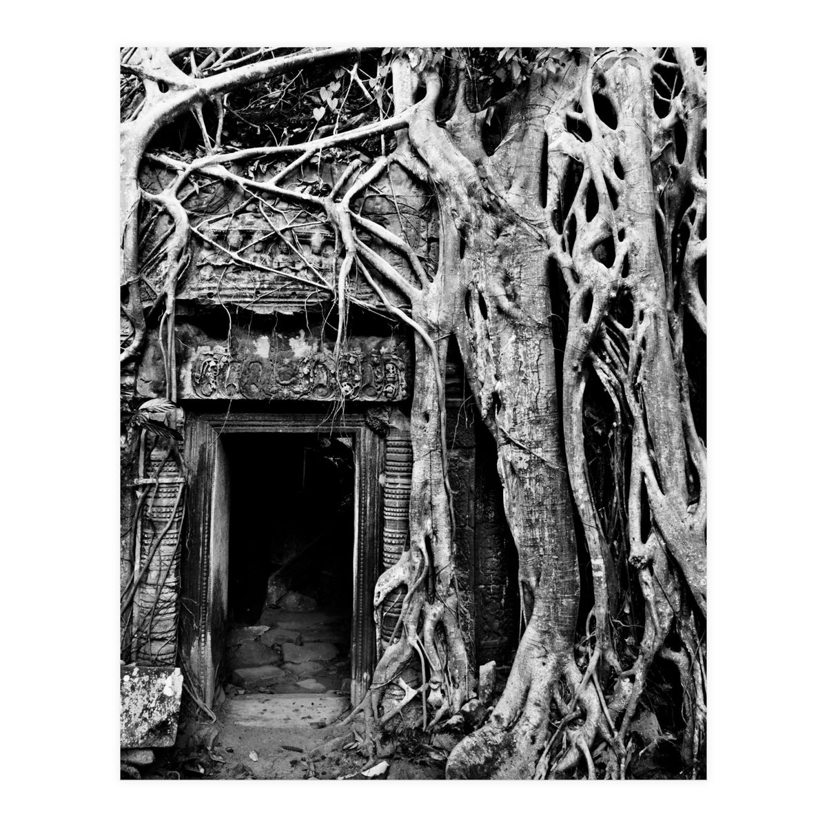 Ta Prohm Temple, Cambodia (Print Only)