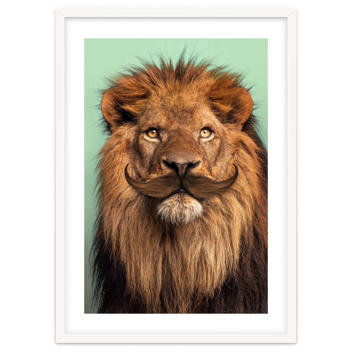Bearded Lion