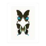 Cc Butterflies 02 (Print Only) thumbnail