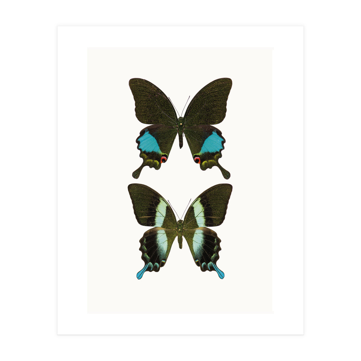 Cc Butterflies 02 (Print Only)