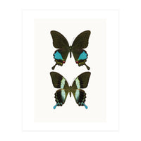 Cc Butterflies 02 (Print Only)