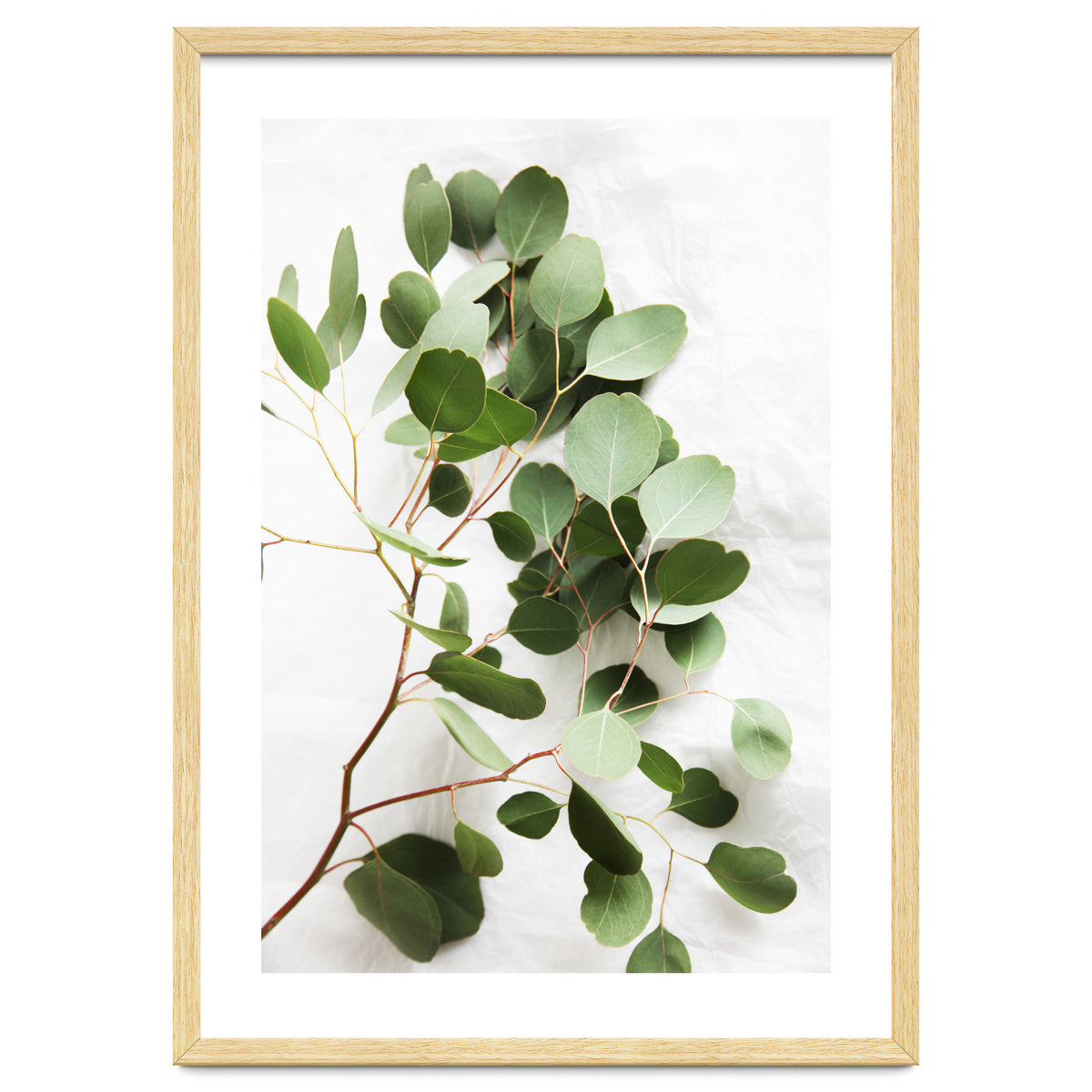 Eucalyptus
