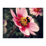 Wind Flower (Print Only) thumbnail
