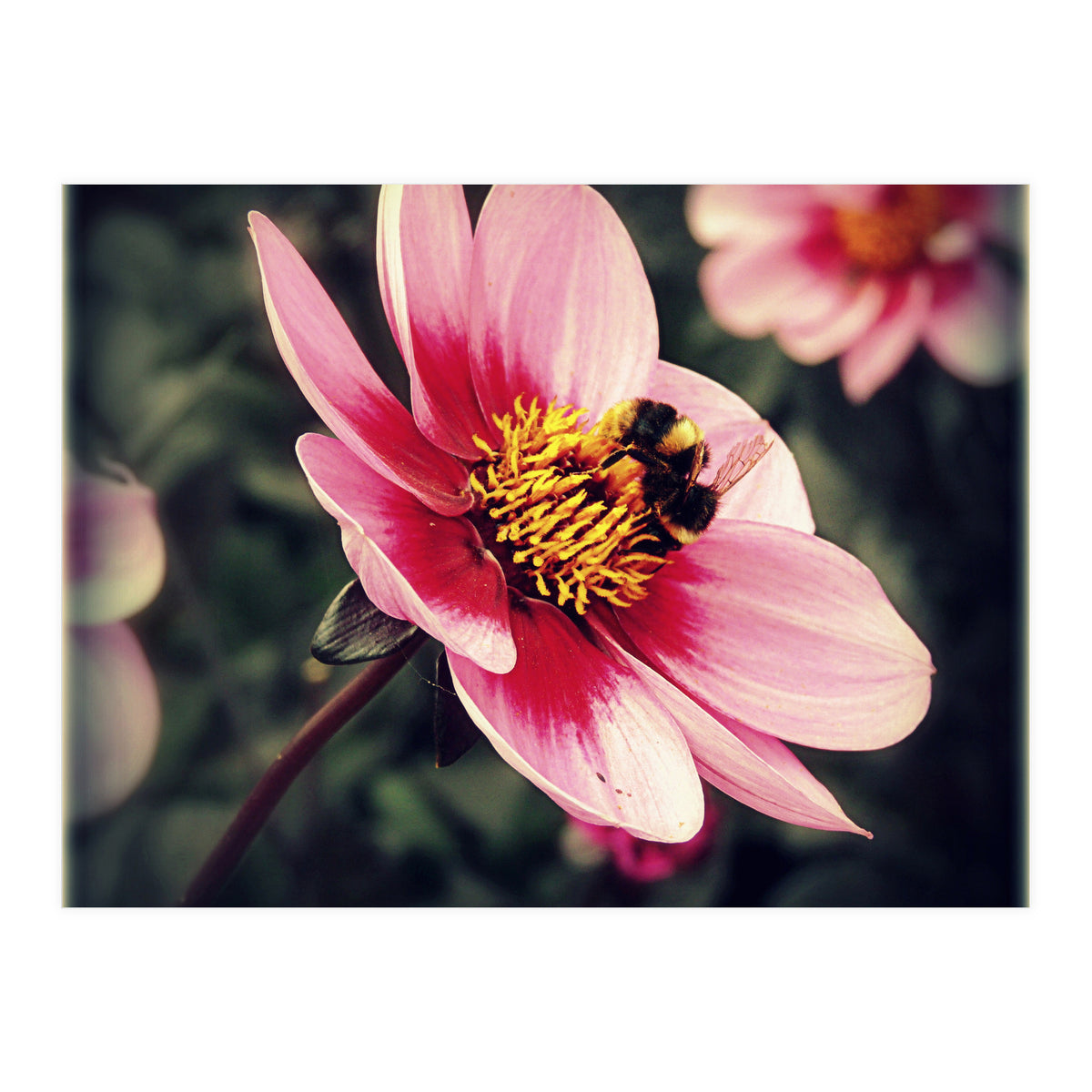 Wind Flower (Print Only)