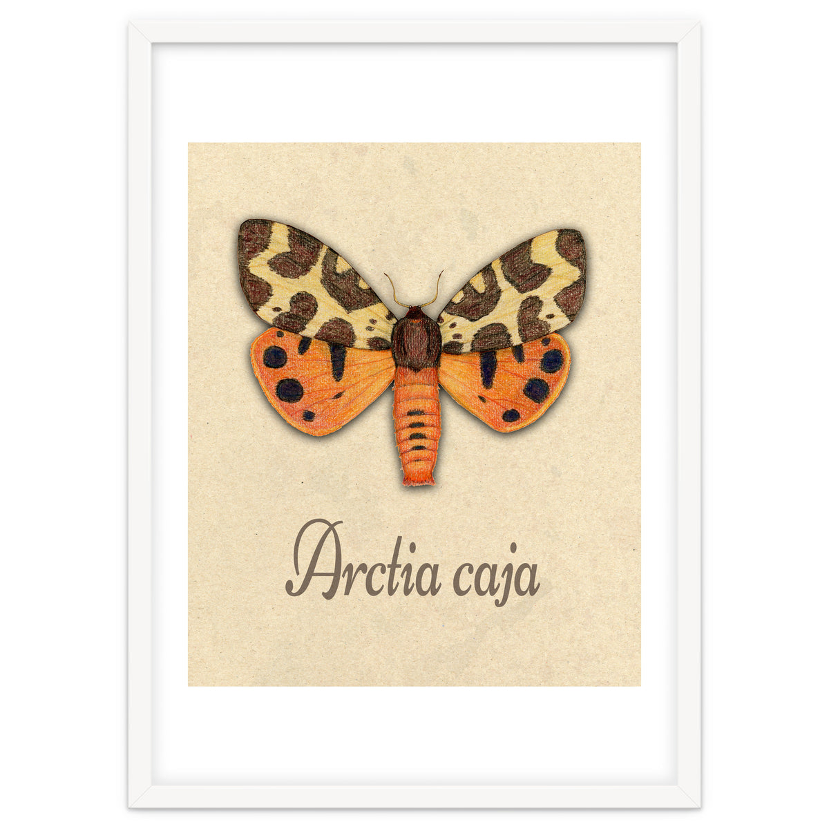 Garden tiger moth illustration