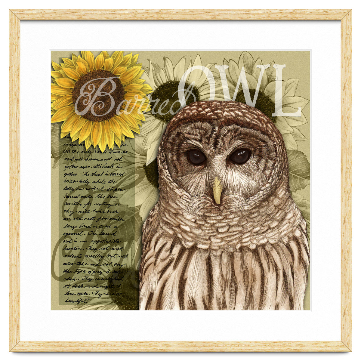 Sunflowers and Barred Owl