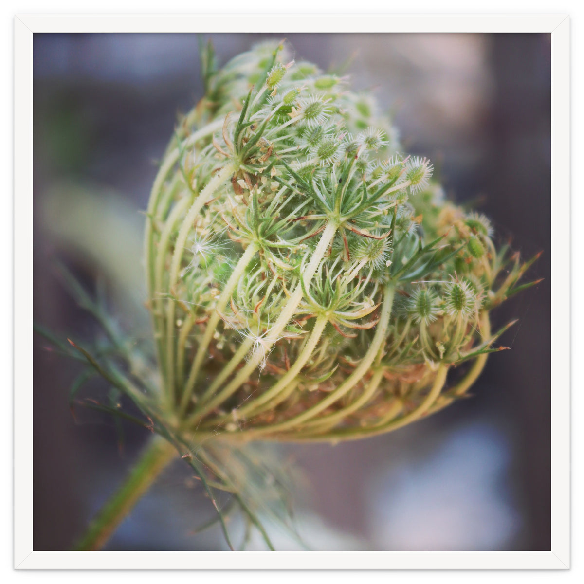 Seed head