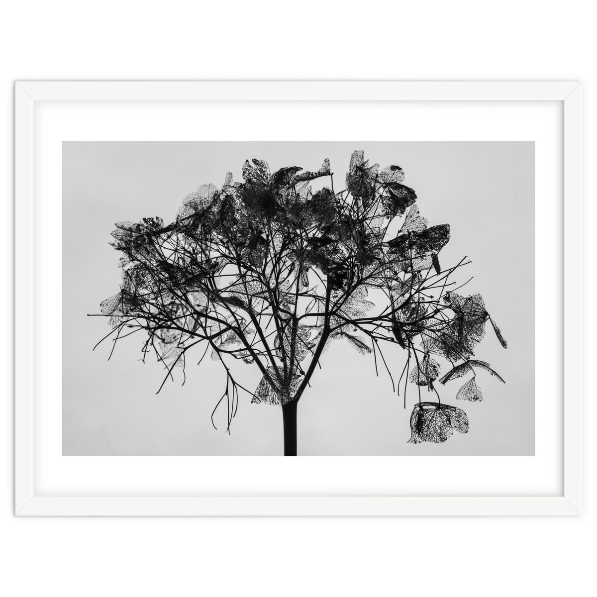 Hydrangea flower head