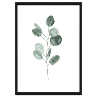 Botanical Illustration Eukalyptus2