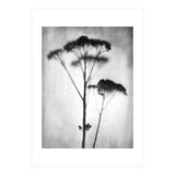 Sedum (Print Only) thumbnail