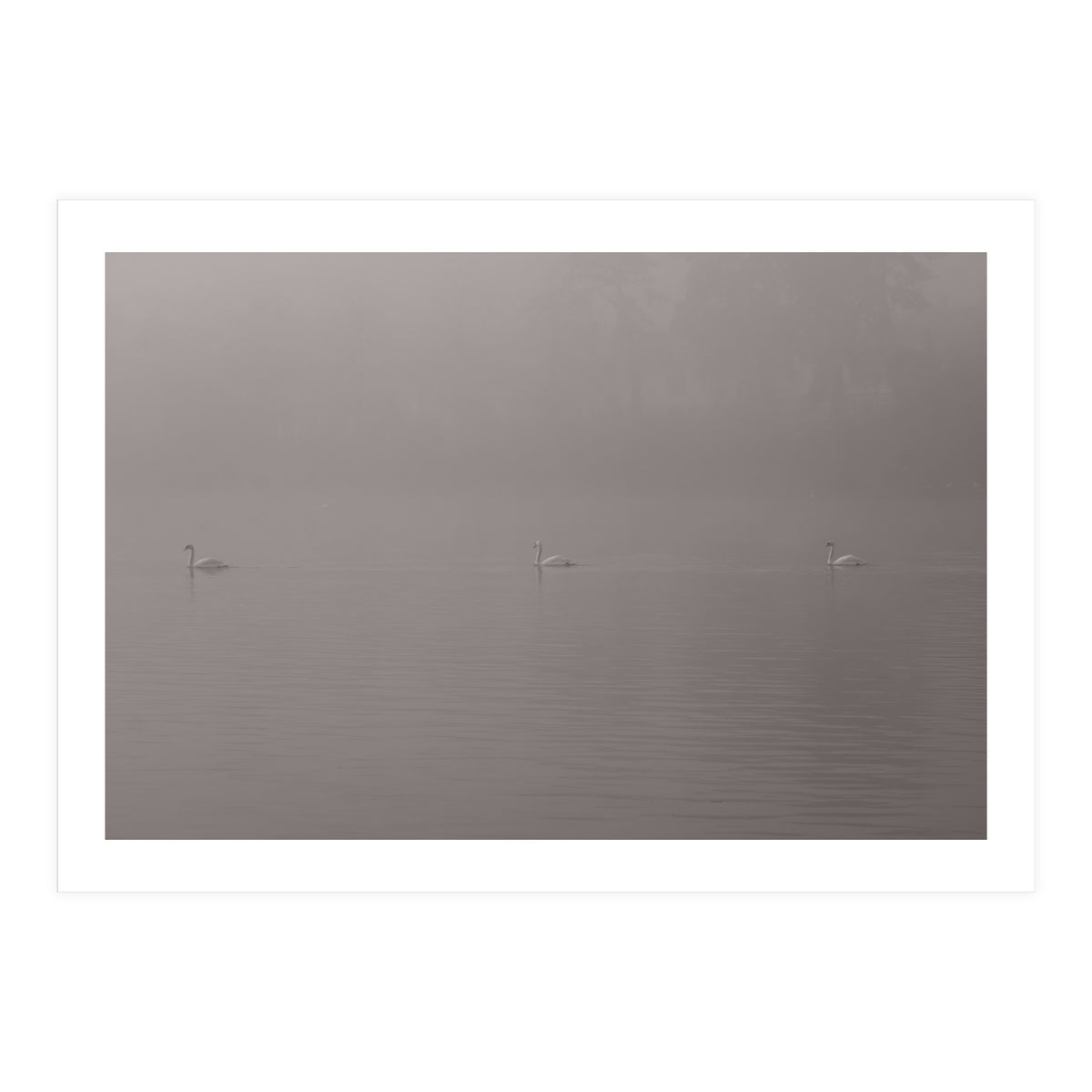 Swans in the mist (Print Only)