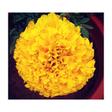 Yellow Chrysanthemum (Print Only) thumbnail
