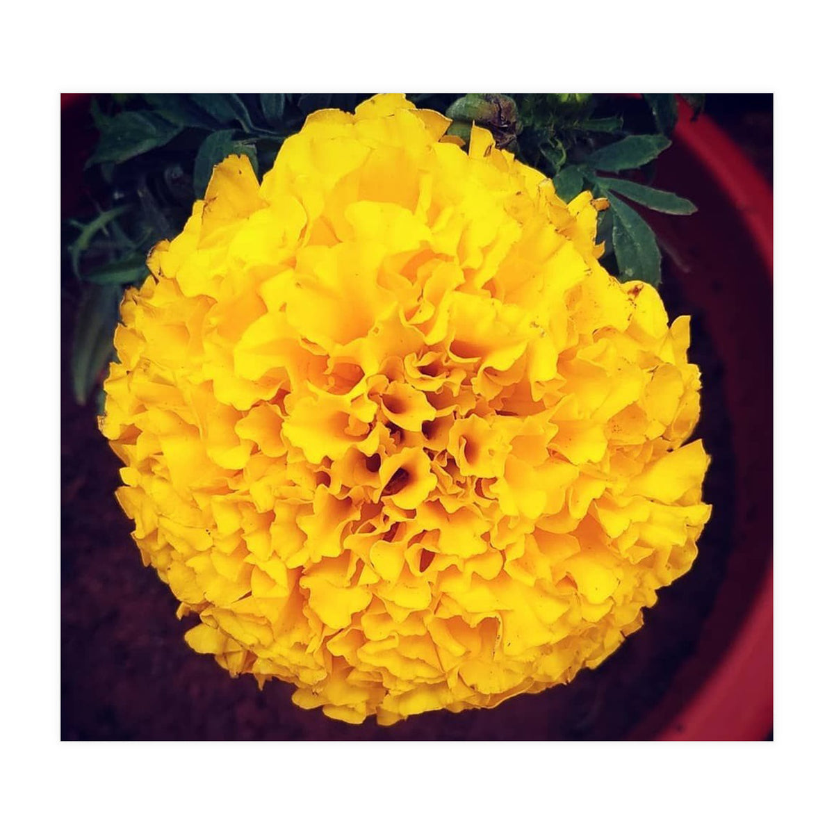 Yellow Chrysanthemum (Print Only)
