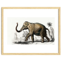Asiatic elephant indicus illustrated