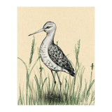Black-tailed godwit in the grass (Print Only) thumbnail