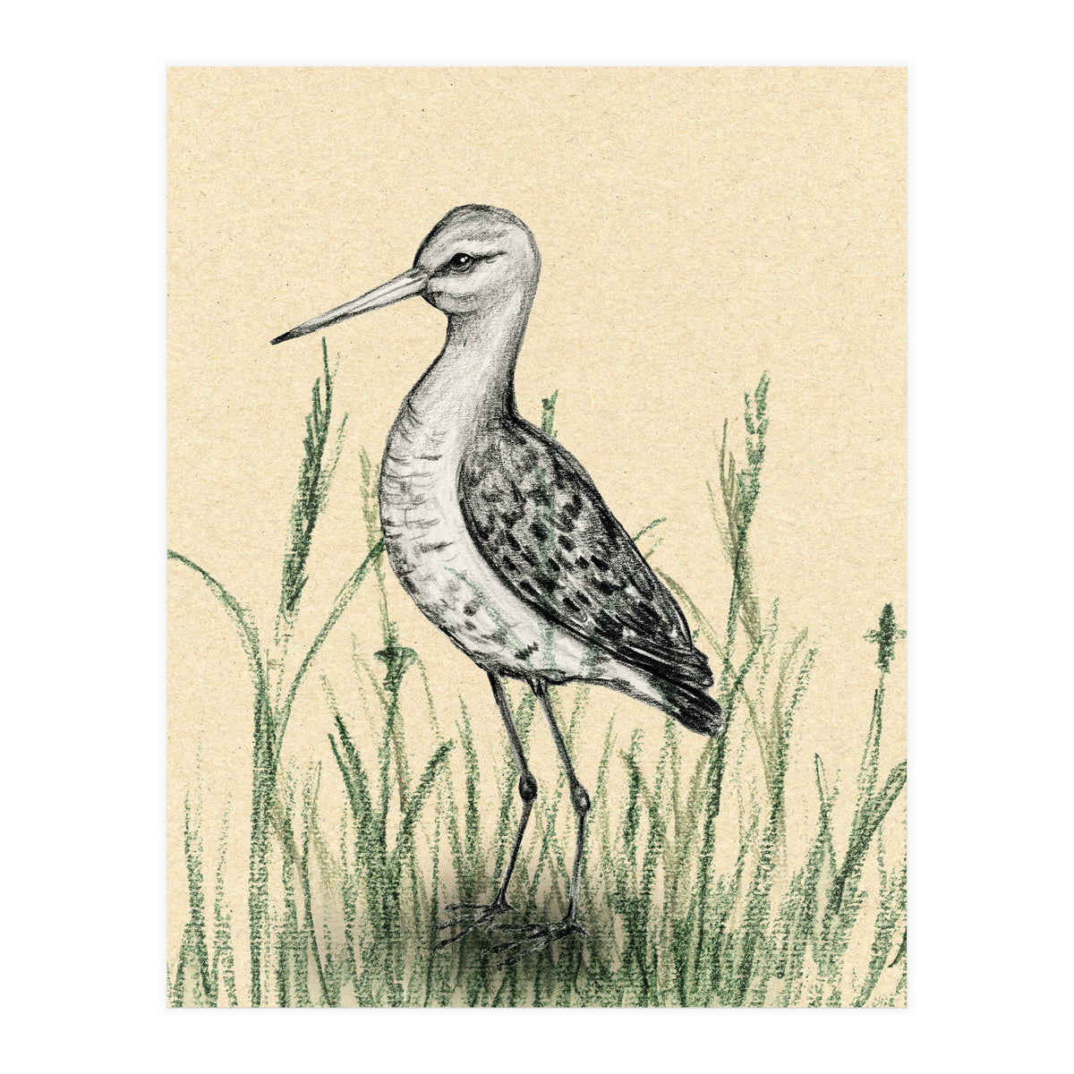 Black-tailed godwit in the grass (Print Only)