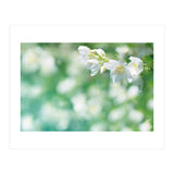Nature (Print Only) thumbnail