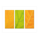 Autumn Leaves (Print Only) thumbnail