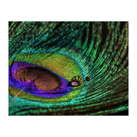 Peacock feather (Print Only)
