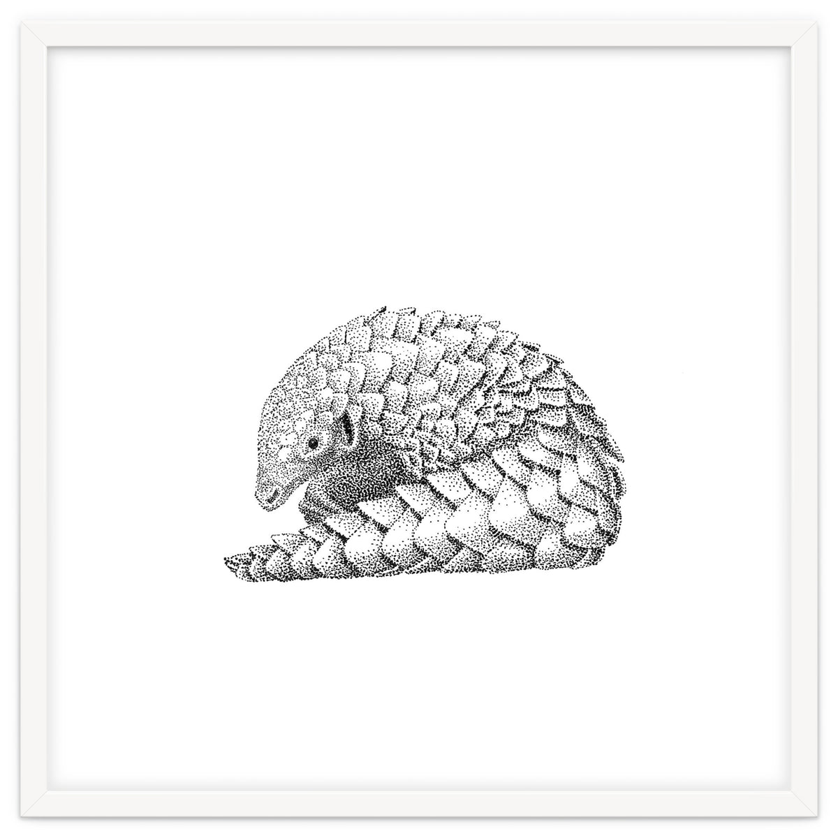 Pangolin