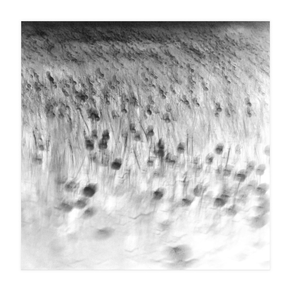 forgotten meadows (Print Only)