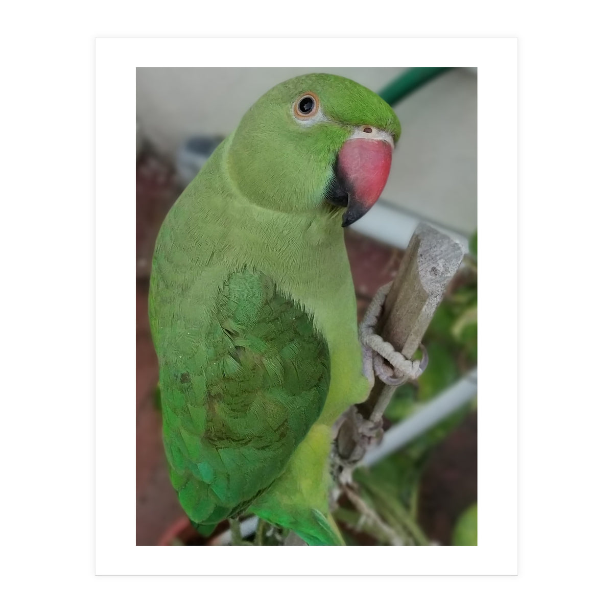 Lucky Indian Parakeet (Print Only)