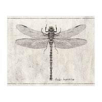 Anax Imperator (Print Only)
