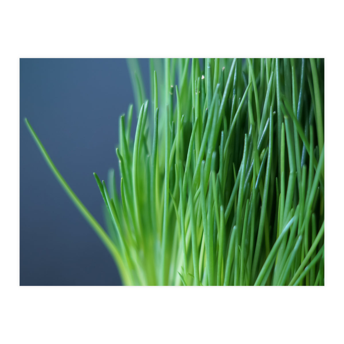 Chives (Print Only)