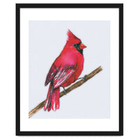 A Northern cardinal watercolor