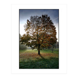 Autumnal Tree (Print Only) thumbnail